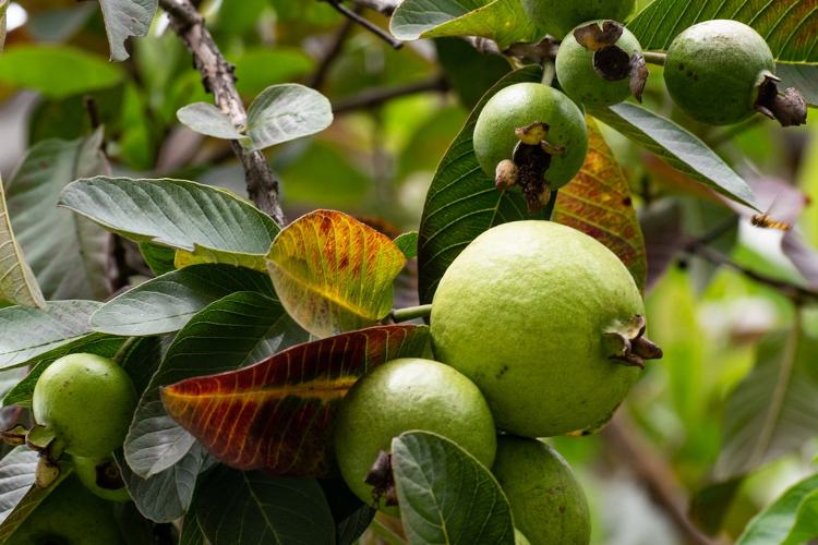अमरूद की खेती Amrud ki kheti kaise kare tips in hindi gwawa fruit gardens