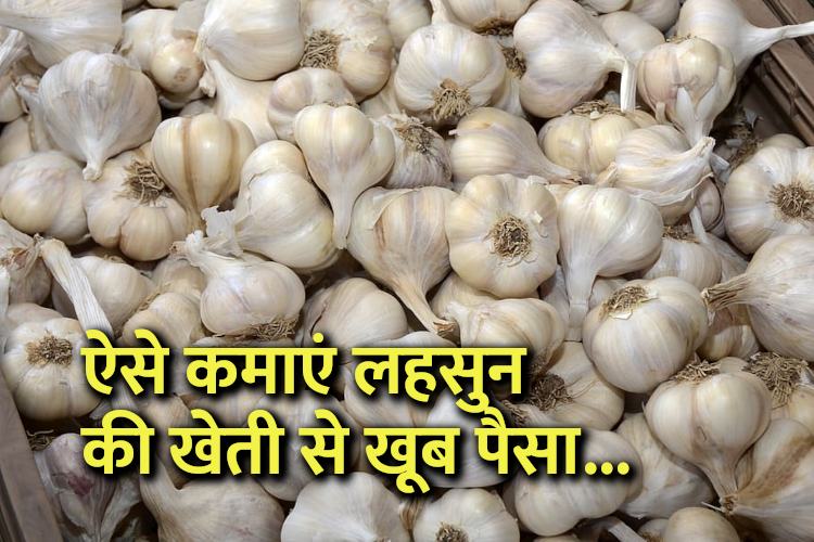 लहसुन garlic lehsun ki kheti me paise kaise kamaye organic farming