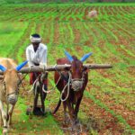सस्ते में मिलेगा पराली जलाने से छुटकारा, प्रदूषण होगा नियंत्रित