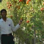 Desi Cow Breed Tharparkar: थारपारकर नस्ल क्यों पालनी चाहिए? क्या है ख़ासियत
