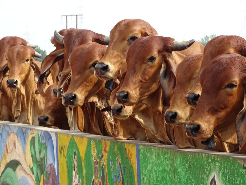 पशुधन संजीवनी योजना indian cow maha pashudhan sanjivani scheme