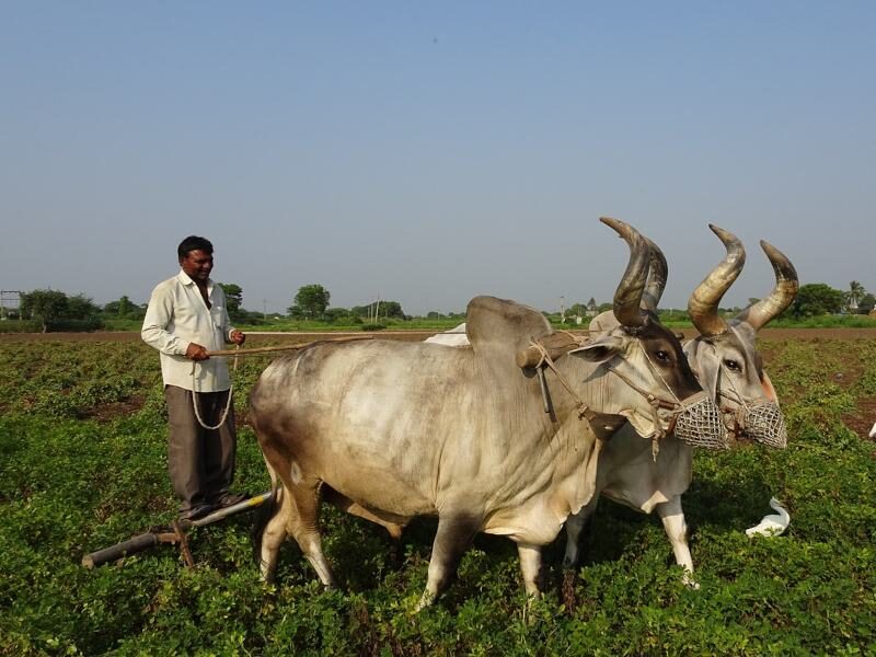 indian farmer fertilizer