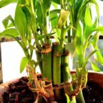 NABARD ने मिलाया एपीडा के साथ हाथ, किसानों को होंगे ये फायदे