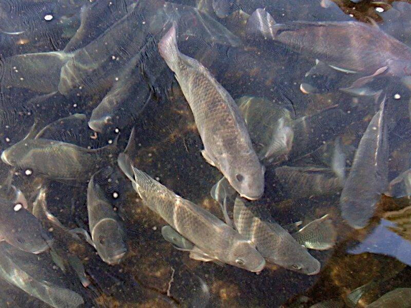 fish farming