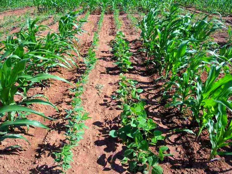 सह-फसली खेती (co-cropped farming): क्यों मुनाफ़े की खेती का राम बाण नुस्ख़ा है सह-फसली?