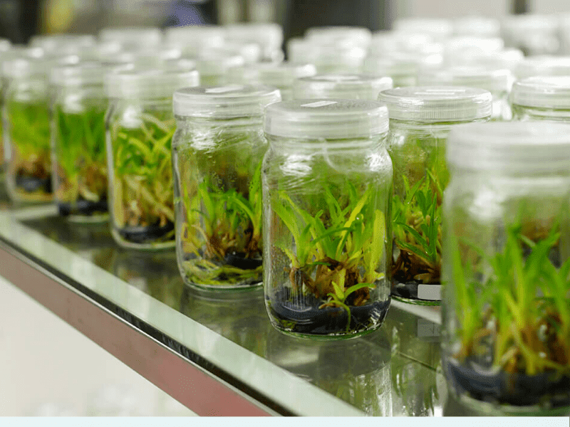 Tissue Culture: खेती की टिशू कल्चर क्या है? छोटे और मझोले किसानों के लिए कैसे फ़ायदेमंद?