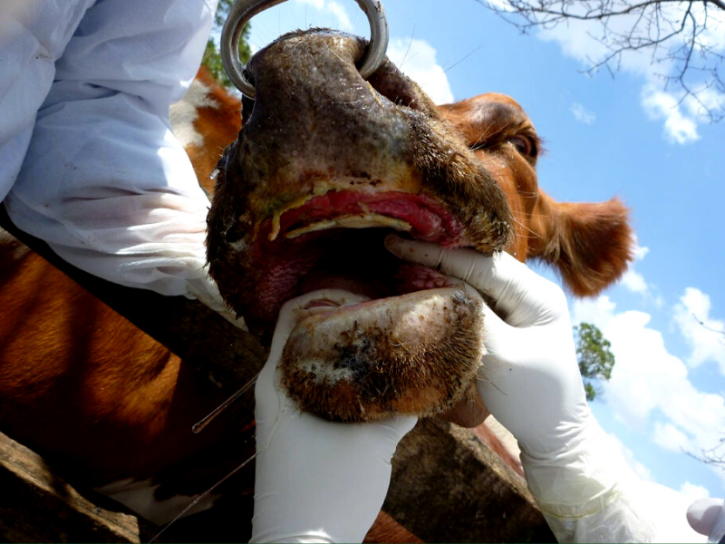 मुँहपका-खुरपका रोग (Foot-and-mouth disease, FMD) : जानिए पशुपालक कैसे कर सकते हैं इस रोग का इलाज?