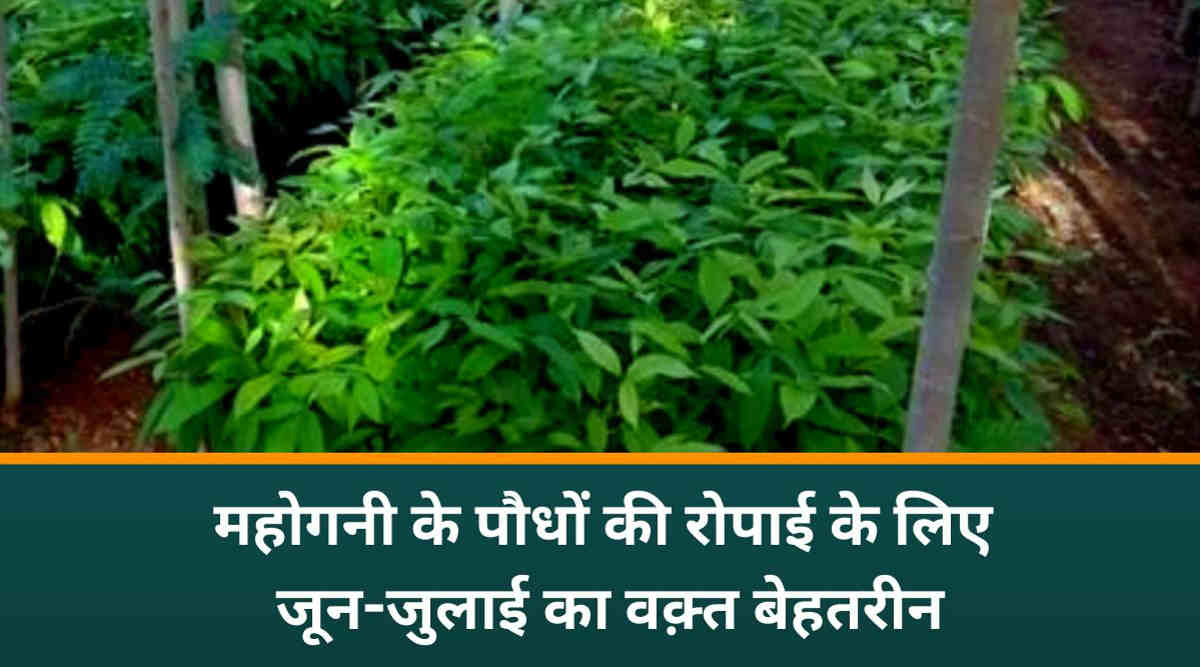 महोगनी की खेती (Mahogany Farming) Mahogany ki kheti kaise karein महोगनी की खेती