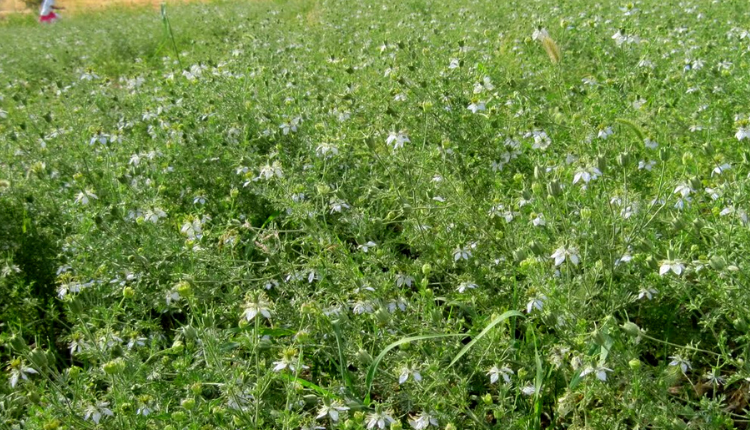 कलौंजी की खेती का मार्केट क्या है? जानिए Black Cumin की खूबियां