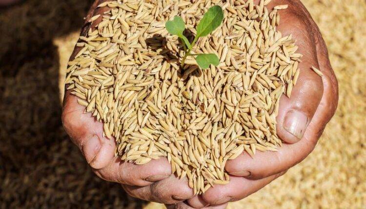 wheat paddy purchase in uttar pradesh ( बीज ग्राम योजना )
