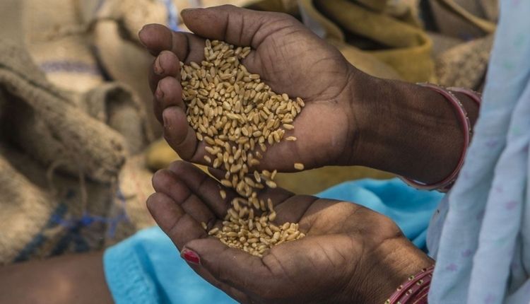Kathia Wheat HI-8713 (Pusa Mangal)