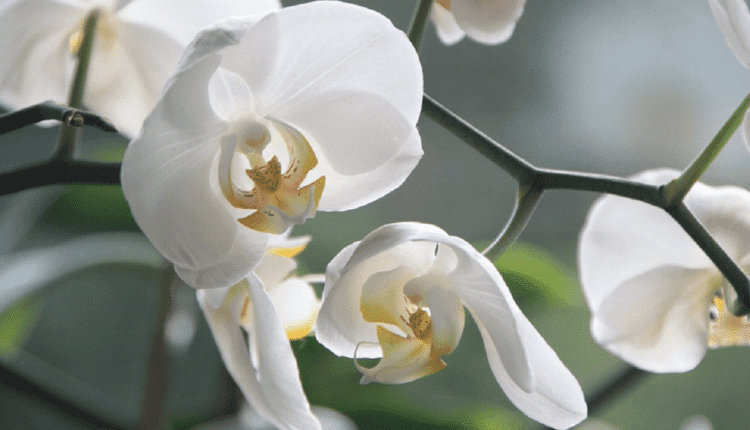 आर्किड orchid species uttarakhand ( आर्किड की नई प्रजाति )