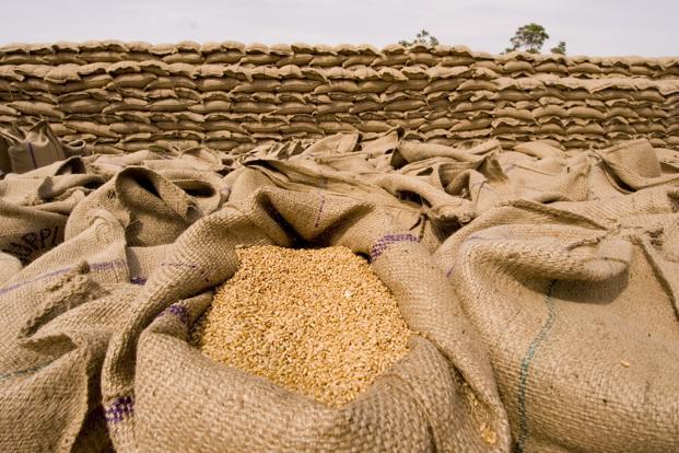 Kathia Wheat HI-8713 (Pusa Mangal)