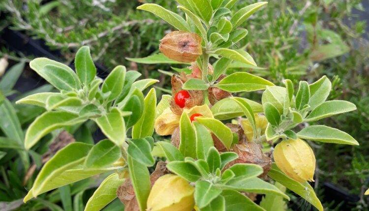 medicinal plants cultivation india aswaganda ( अश्वगंधा ) औषधीय फसलों की खेती