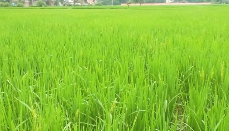 paddy farming in madhya pradesh ( मध्य प्रदेश में धान की खेती )