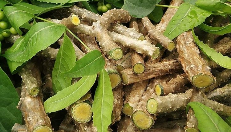 Medicinal plants cultivation in india औषधीय फसलों की खेती