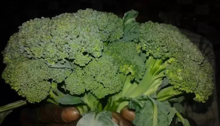 brocoli farming ( पौष्टिक उत्पादों की खेती )