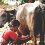 पीएम किसान सम्मान निधि का नहीं मिल रहा पैसा? जानिए वजह और ऐसे पाएं फिर से किस्तें