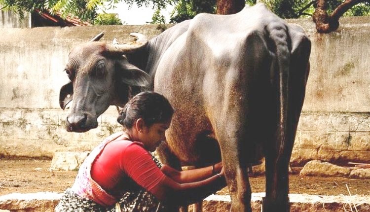 राष्ट्रीय महिला आयोग डेयरी फ़ार्मिंग ( National Commission for Women )