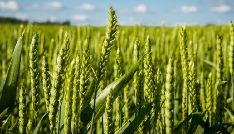 गेंहू की किस्में ( 35 crop varieties ) ICAR-IIWBR