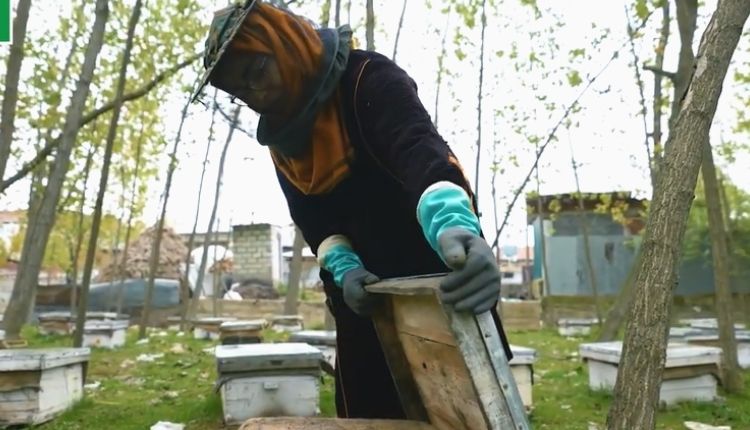 विश्व मधुमक्खी दिवस (World Bee Day): मधुमक्खी पालन काफी कम लागत से कर सकते हैं शुरू, सरकार ऐसे दे रही है बढ़ावा