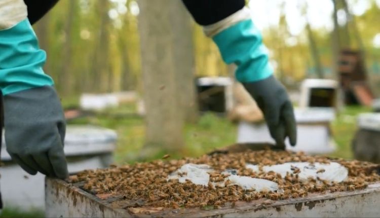 मधुमक्खी पालन ( beekeeping )