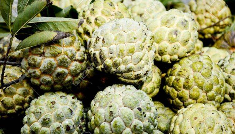 शरीफा की खेती ( custard apple farming ) 