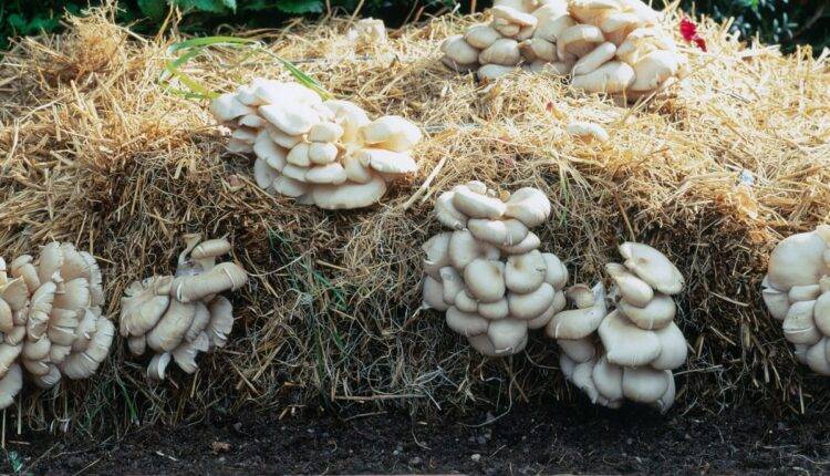 mushroom cultivation ( मशरूम की खेती )