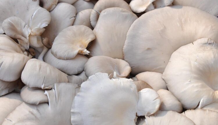 oyster mushroom farming in india ( मशरूम की खेती )