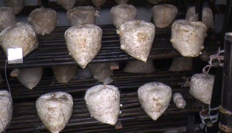 mushroom cultivation ( मशरूम की खेती )