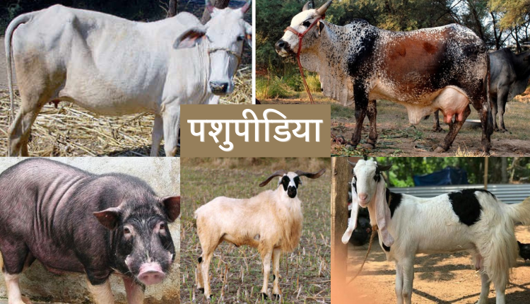 Pashupedia - Department of Animal Husbandry