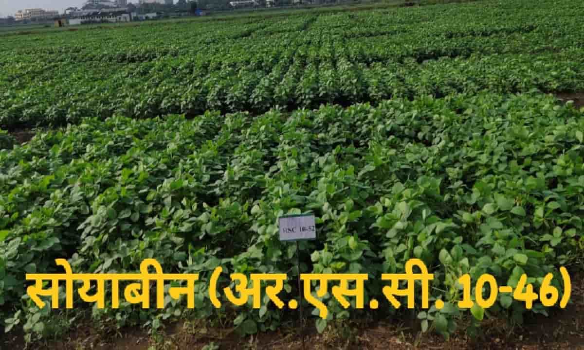 RSC 10-46 Soybean