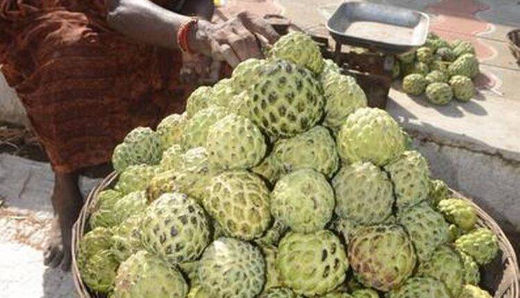 शरीफा की खेती ( custard apple farming ) 