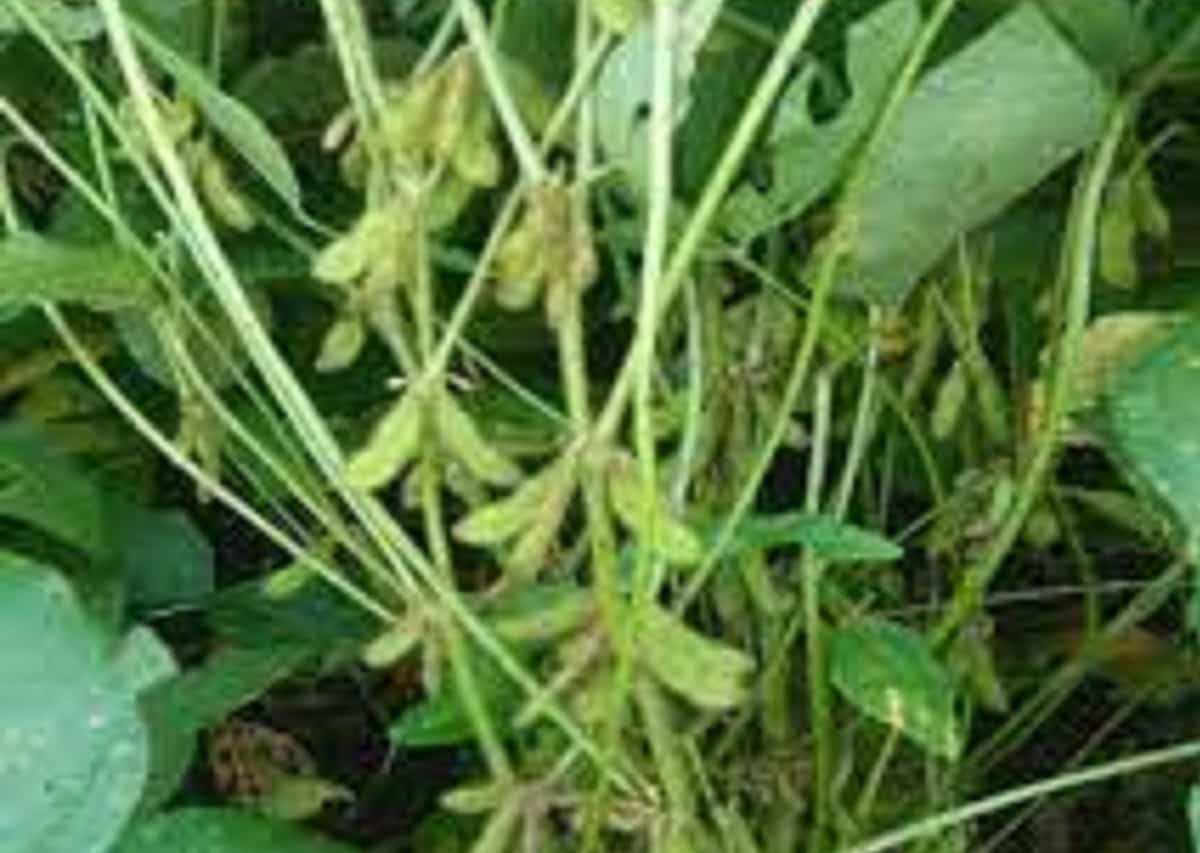 Soybean AMS 100-39 (PDKV Amba)