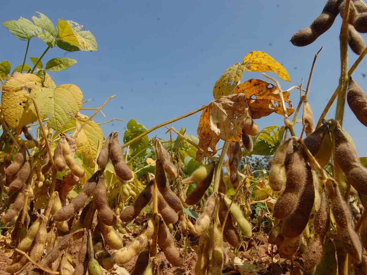 Soybean Varieties NRC 130