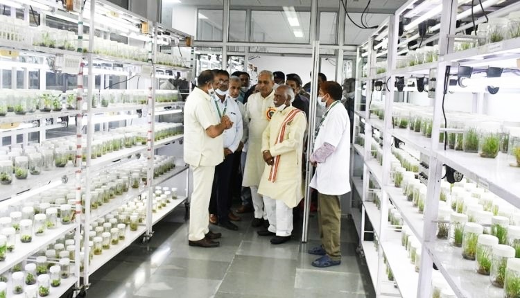 CCSHAU टिश्यू कल्चर विधि ( tissue culture in agriculture )