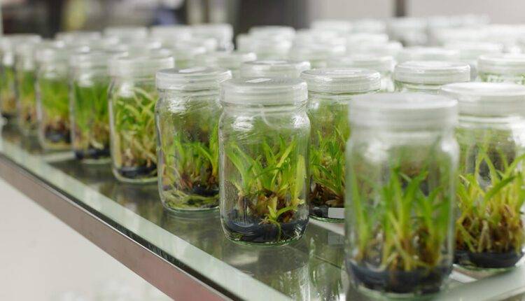 टिश्यू कल्चर विधि ( tissue culture in agricgulture ) 