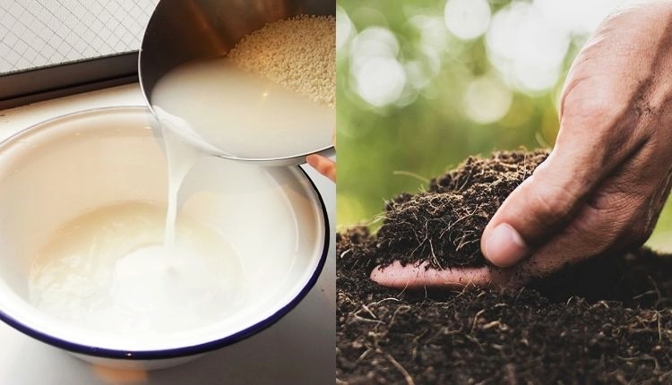 बायोडिग्रेडेबल पॉलीथिन biodegradable polythene ( बायोडिग्रेडेबल पॉलीथिन )