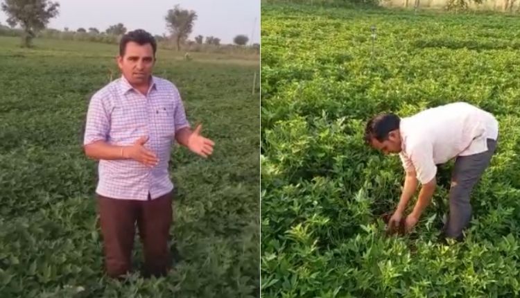 शकरकंद की खेती ( sweet potato farming ) 