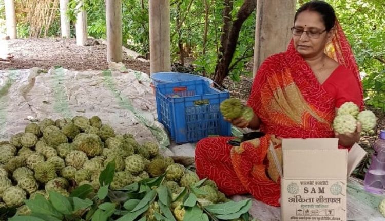 शरीफा की खेती ( custard apple farming ) 