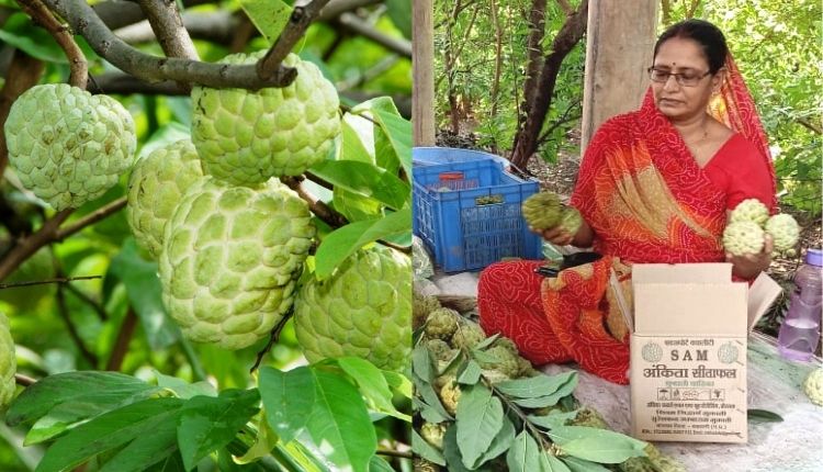 शरीफा की खेती ( custard apple farming )