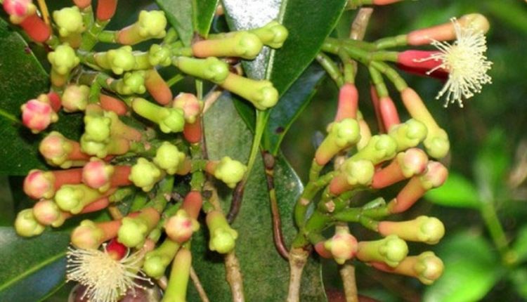 कन्याकुमारी लौंग ( kanyakumari clove )