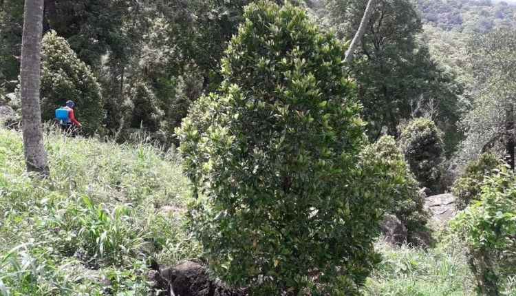 कन्याकुमारी लौंग ( kanyakumari clove )
