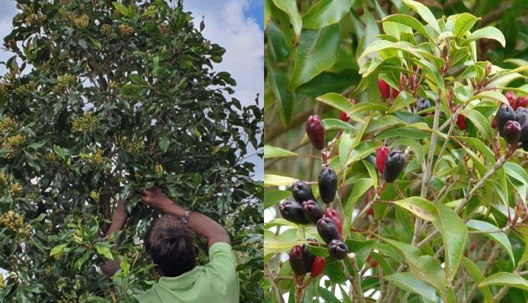 कन्याकुमारी लौंग ( kanyakumari clove )