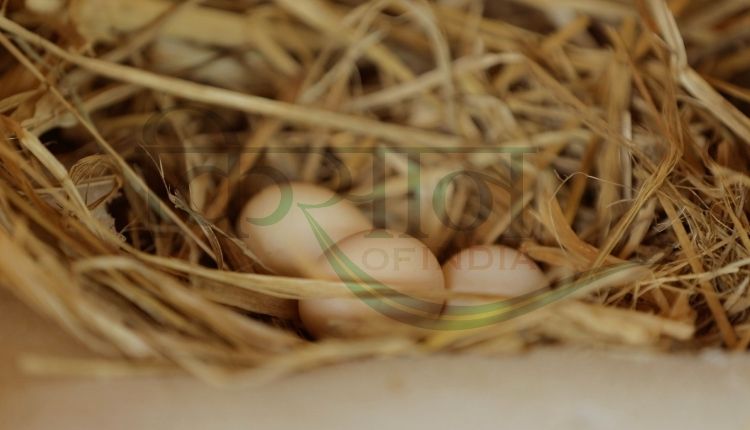 बैकयार्ड मुर्गीपालन ( backyard poultry farming )