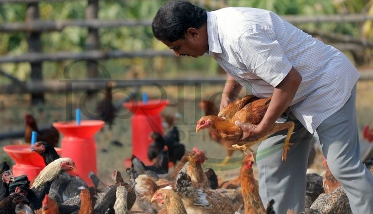 बैकयार्ड मुर्गीपालन ( backyard poultry farming )