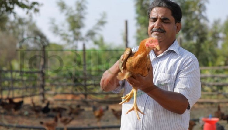 बैकयार्ड मुर्गीपालन ( backyard poultry farming )