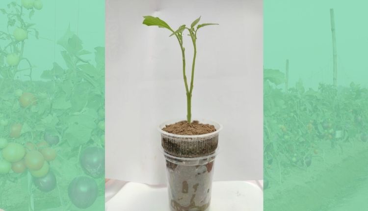 ग्राफ्टिंग तकनीक ( Brimato TECHNOLOGY ) 