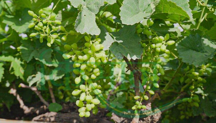grapes farming pune maharashtra (अंगूर की खेती)