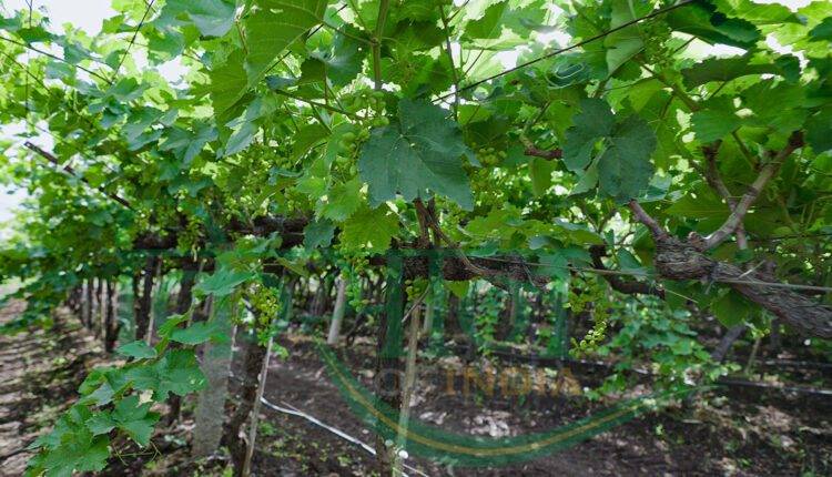 grapes farming pune maharashtra (अंगूर की खेती)